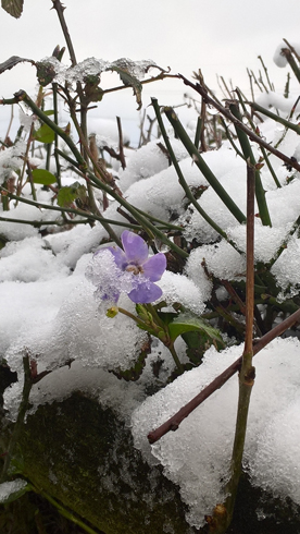 snow flower